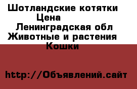 Шотландские котятки › Цена ­ 7 000 - Ленинградская обл. Животные и растения » Кошки   